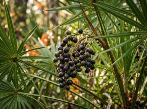 Saw Palmetto Guide 2026